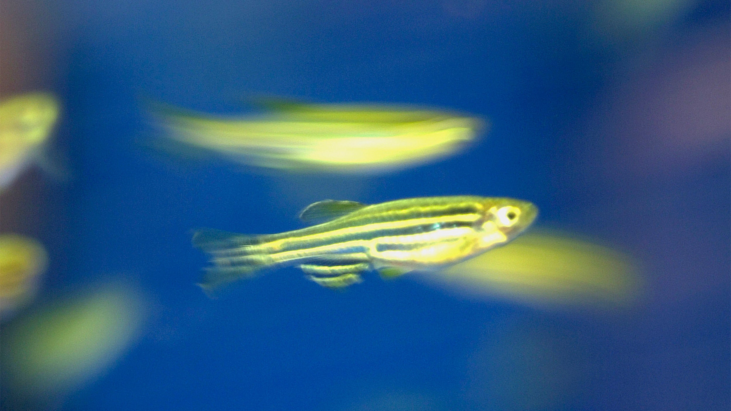 Zebra fish