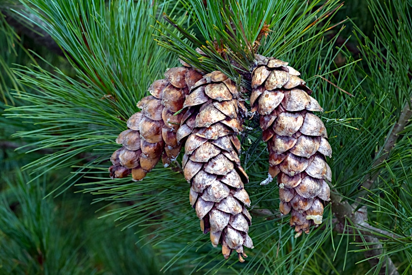 Eastern White Pine Cones and Needles