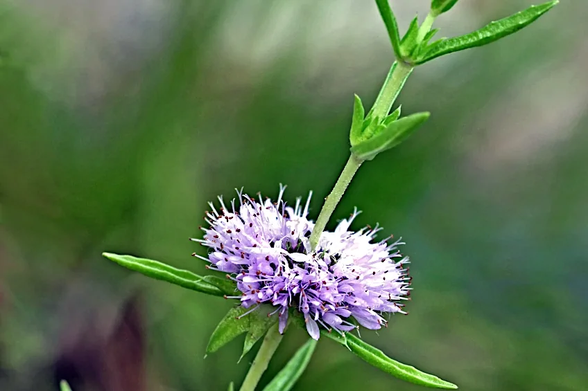 Watermint Flower