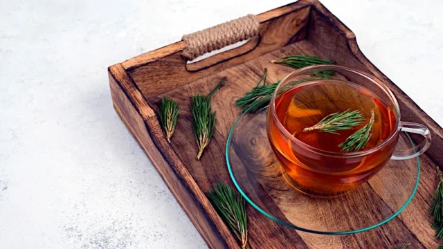 How to Make White Pine Needle Tea – Eastern White Pine Benefits